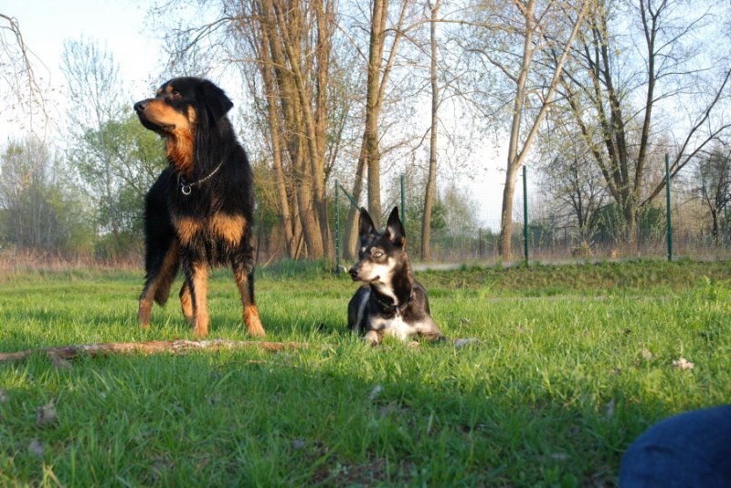 Rycho i jego fąfekl Falco